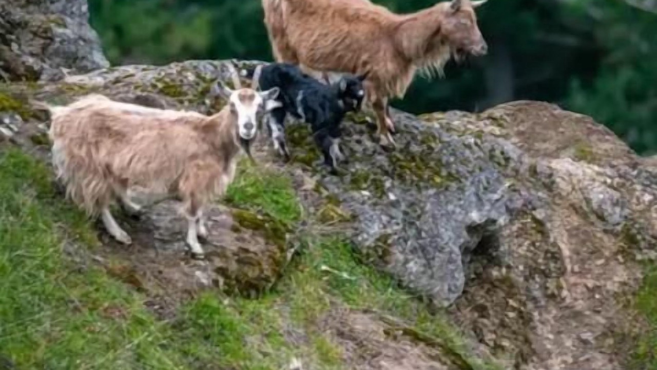 Photo of Others in Saturna Island
