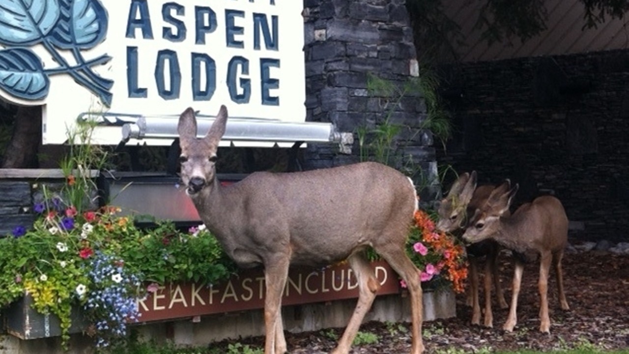 Photo of Outdoor in Banff