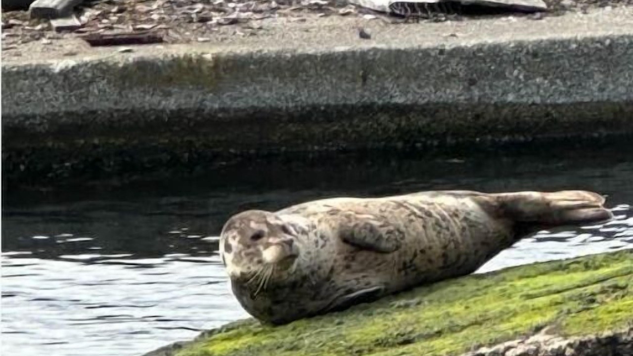 Photo of Others in Lower Lonsdale