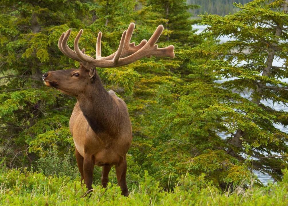 Photo of Outdoor in Jasper