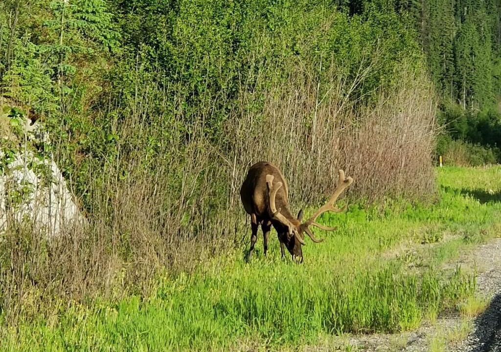 Photo of Outdoor in Valemount