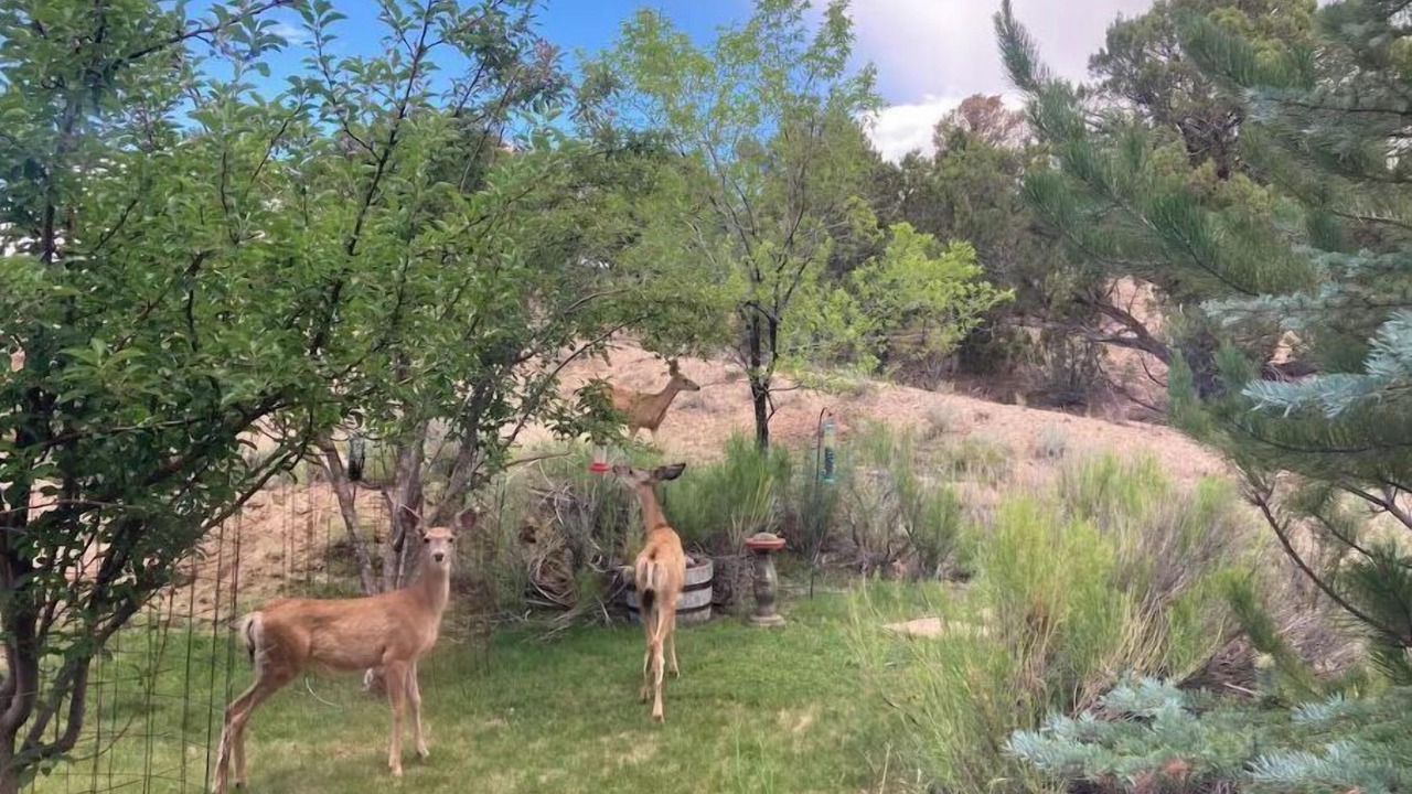 Photo of Others in Glenwood Springs