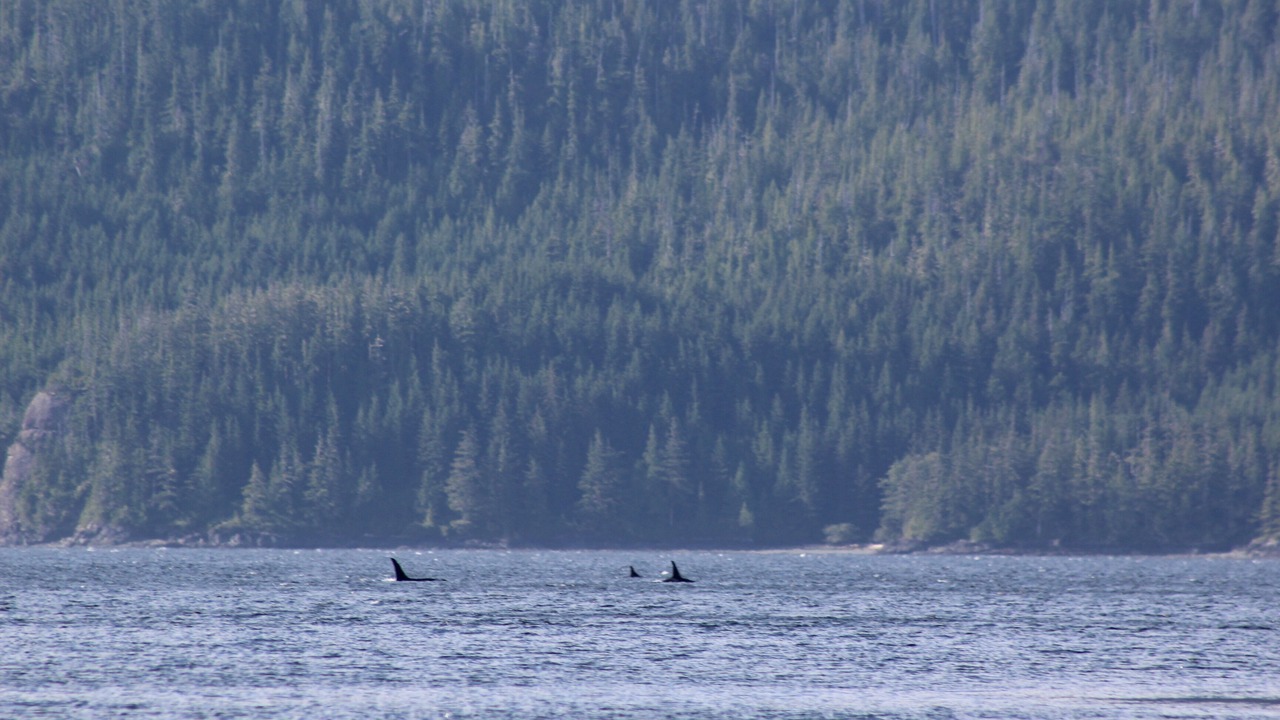 Photo of Others in North Oyster