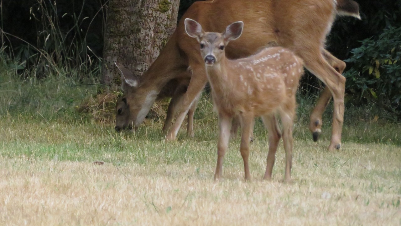 Photo of Outdoor in Regional District of Nanaimo