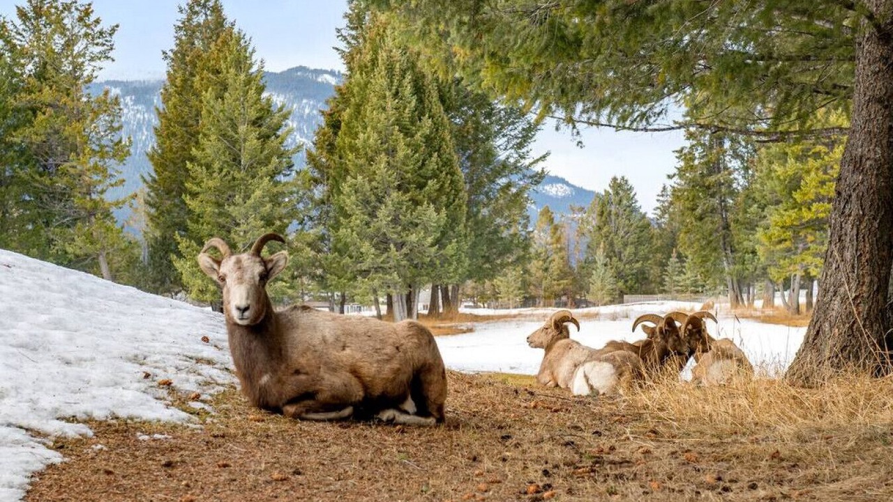 Photo of Others in East Kootenay