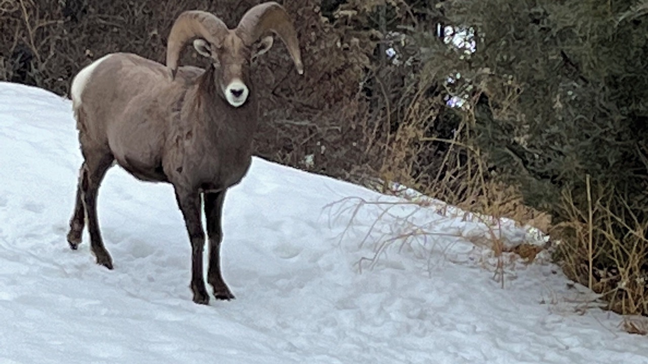 Photo of Others in East Kootenay