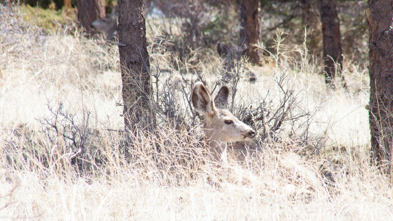Photo of Outdoor in Estes Park