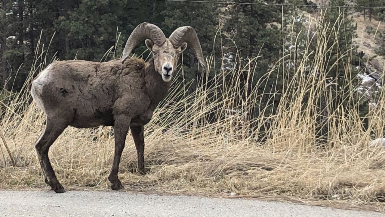 Photo of Others in Okanagan-Similkameen
