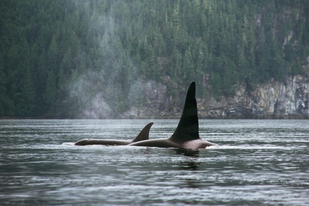Photo of Others in Regional District of Nanaimo