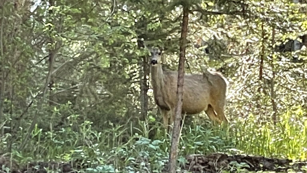 Photo of Outdoor in Almont