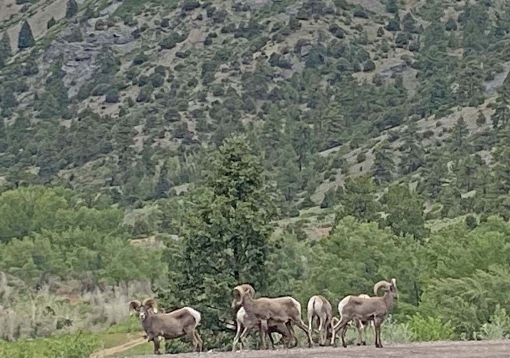 Photo of Others in Capulin