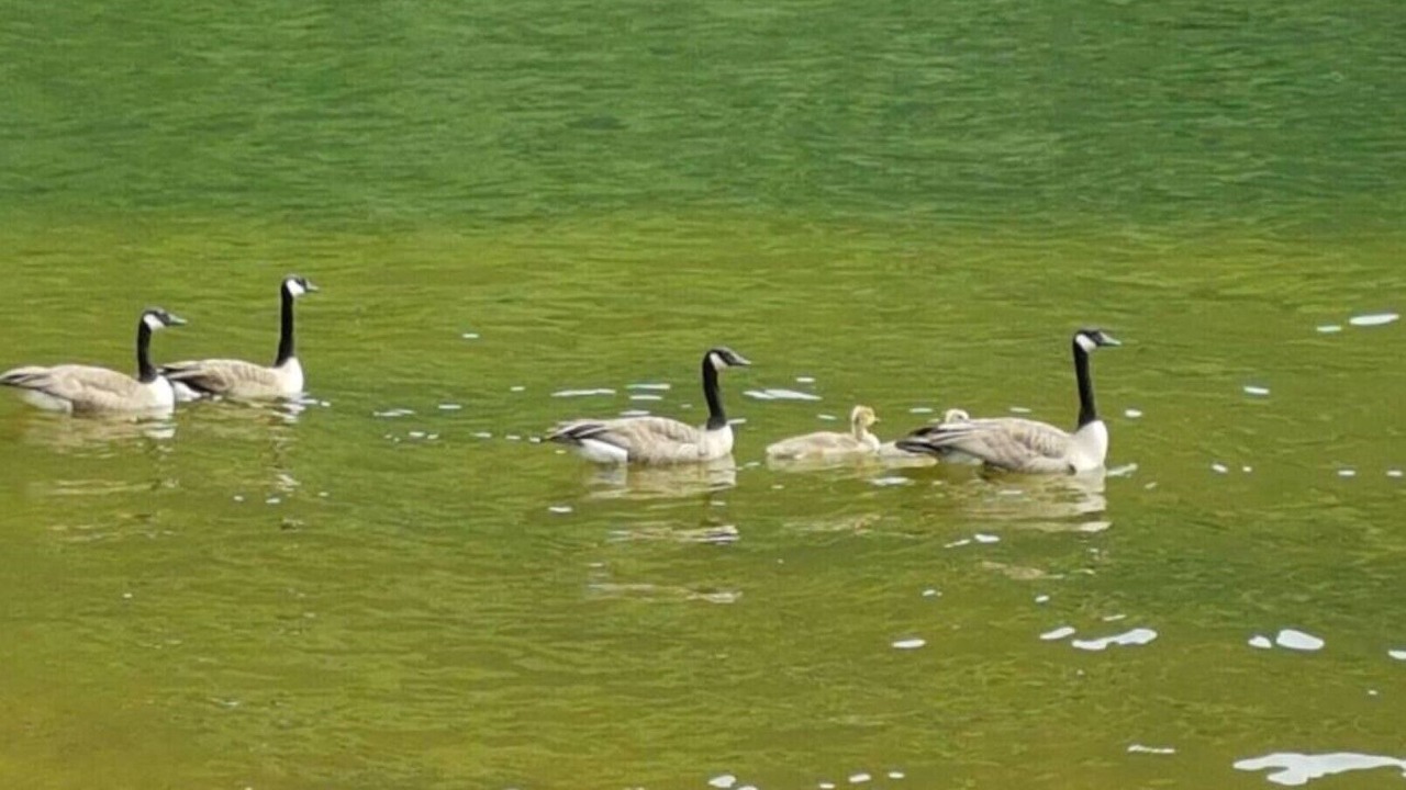 Photo of Others in Revelstoke