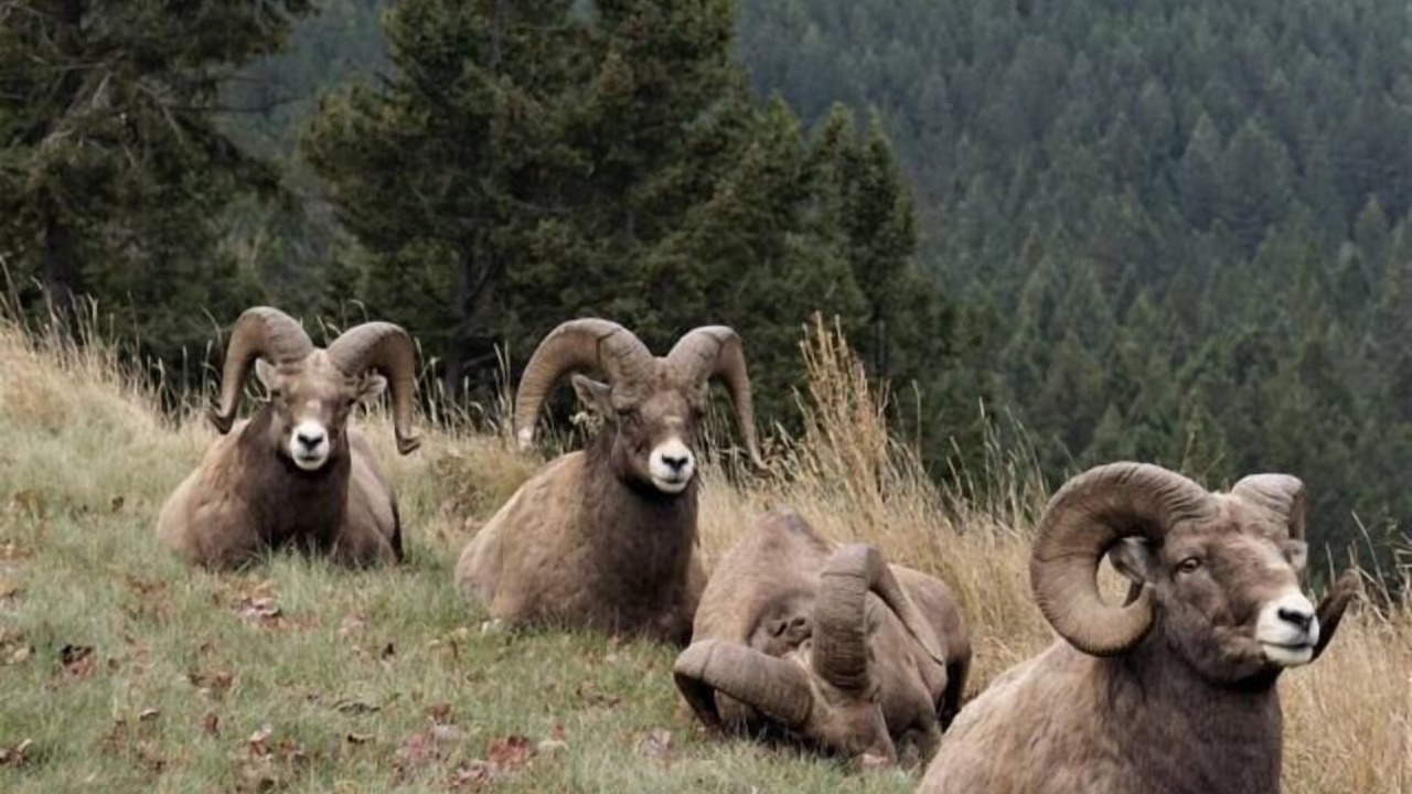 Photo of Others in East Kootenay