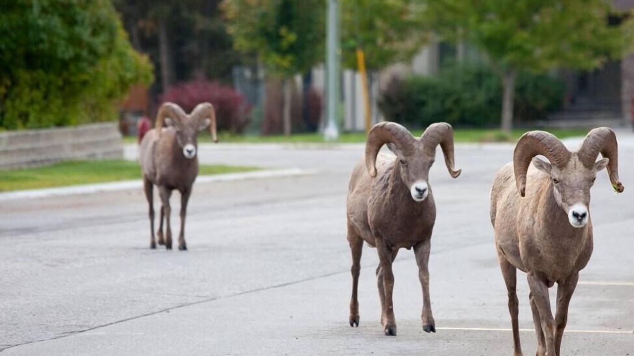 Photo of Others in East Kootenay
