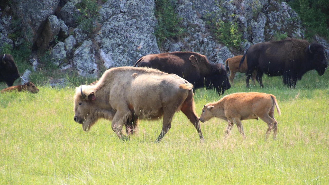 Photo of Others in Custer