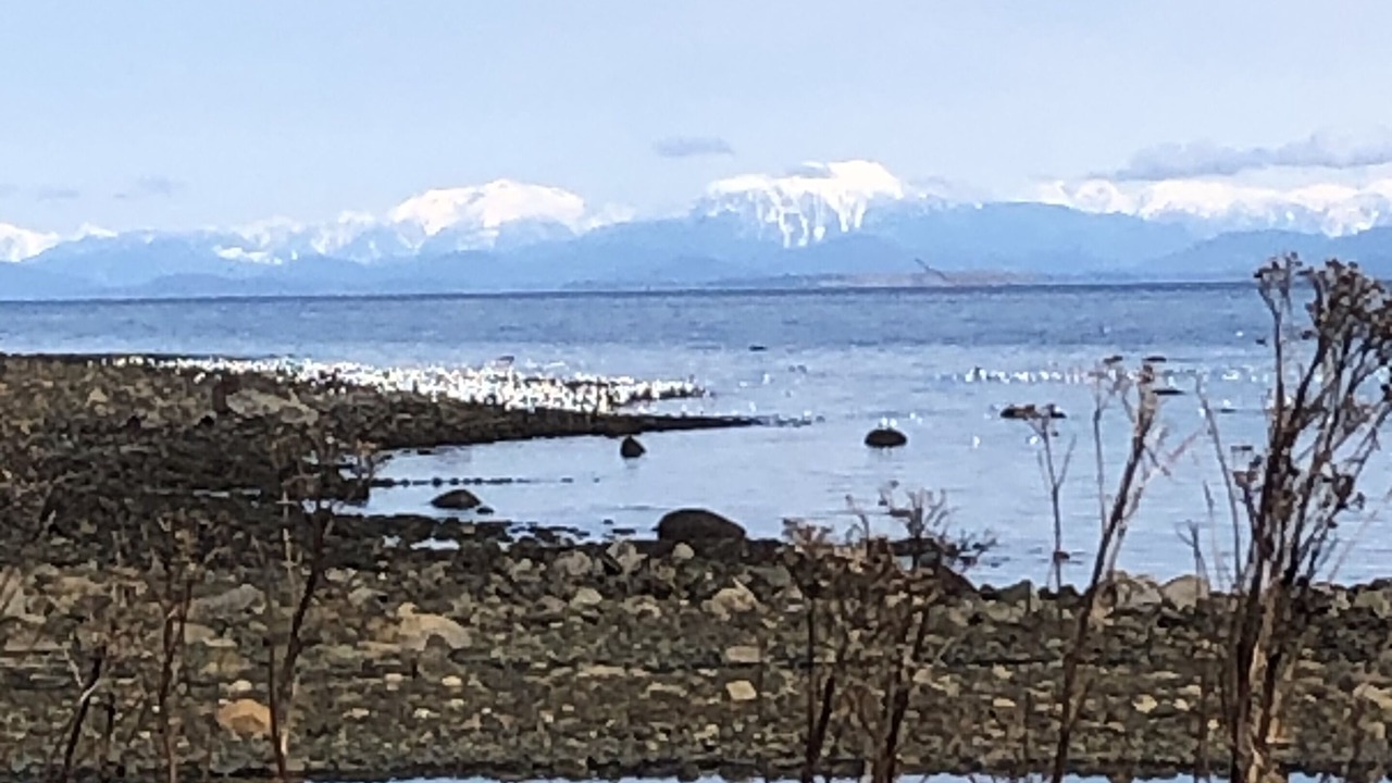 Photo of Others in Courtenay