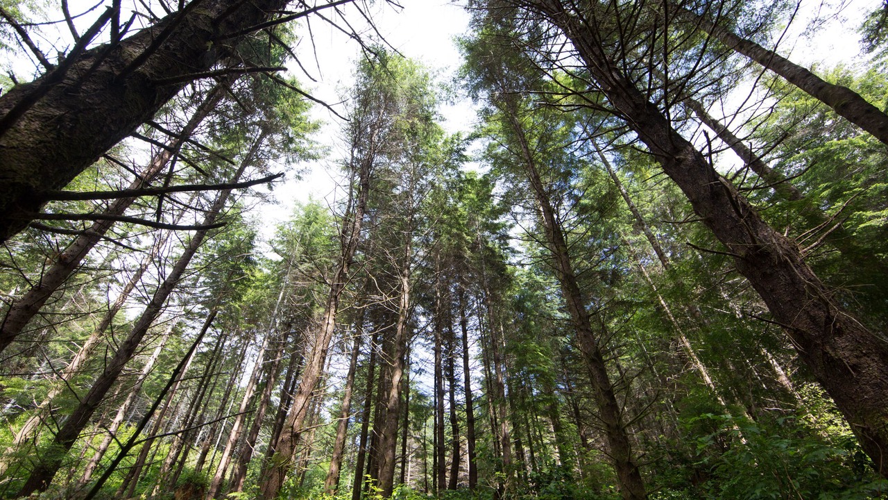 Photo of Outdoor in Juan de Fuca Electoral Area