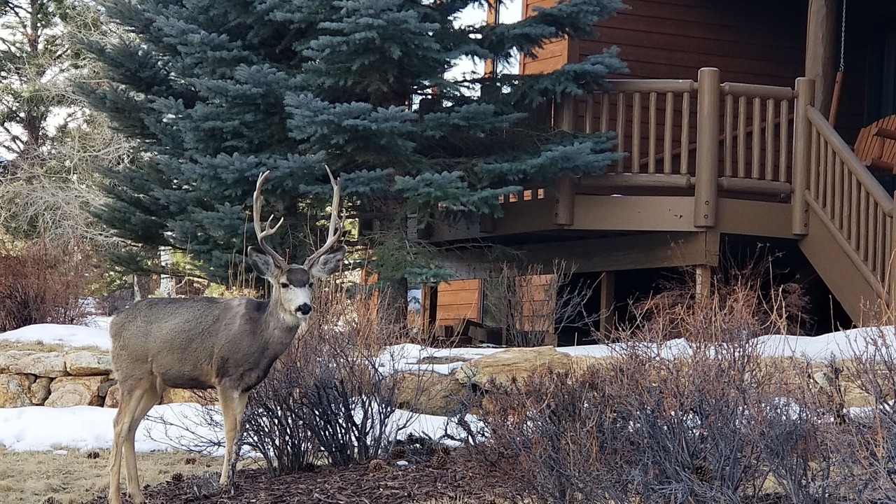 Photo of Outdoor in Estes Park