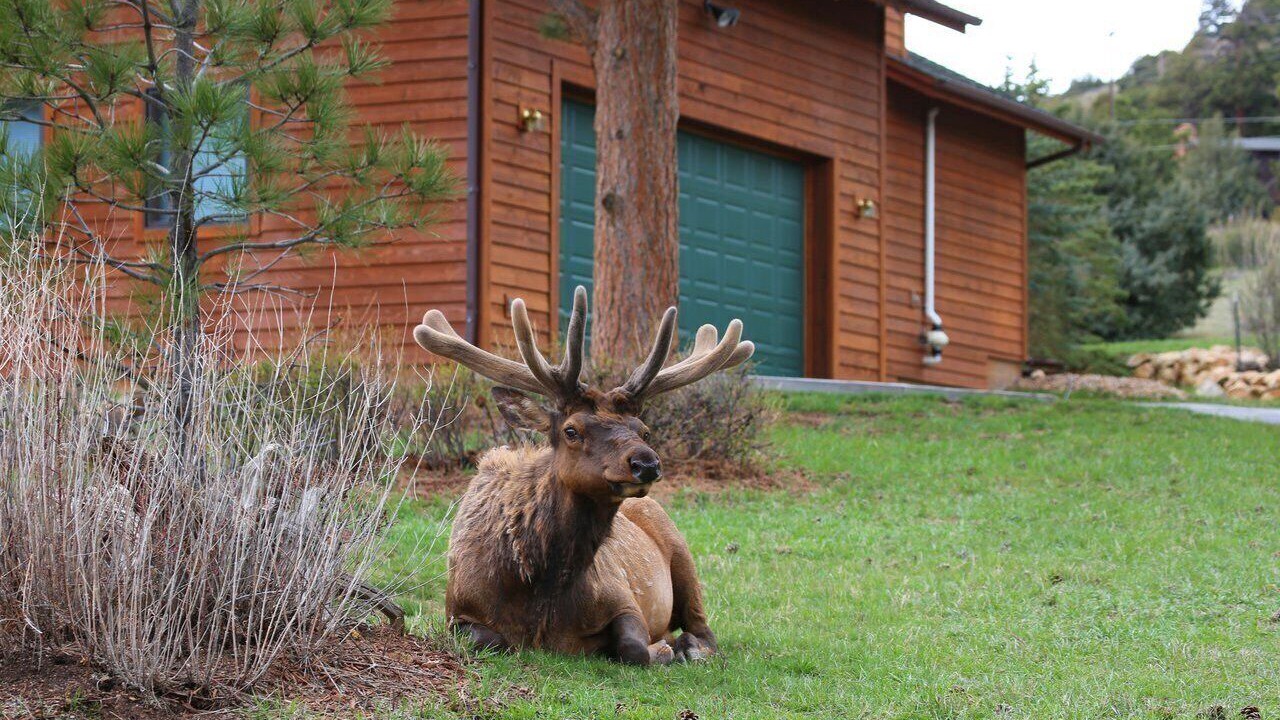 Photo of Outdoor in Estes Park
