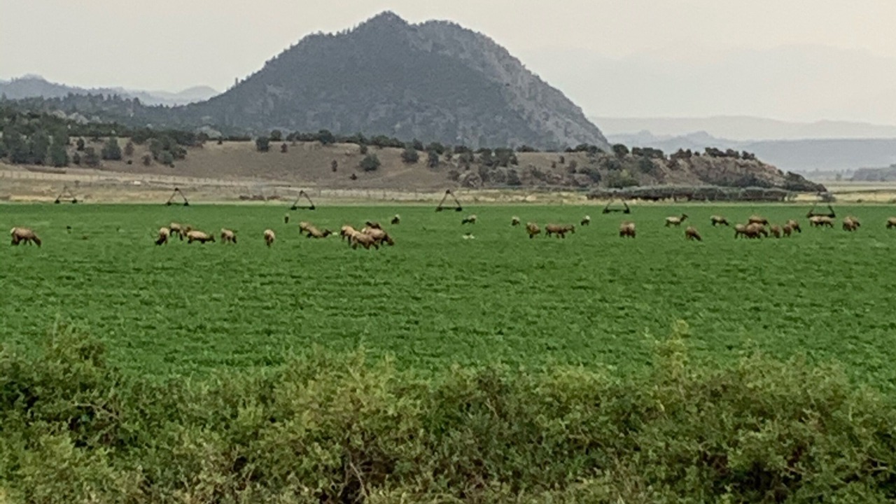 Photo of Others in Buena Vista