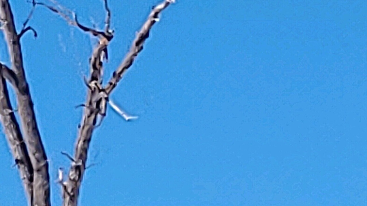 Photo of Others in Almont