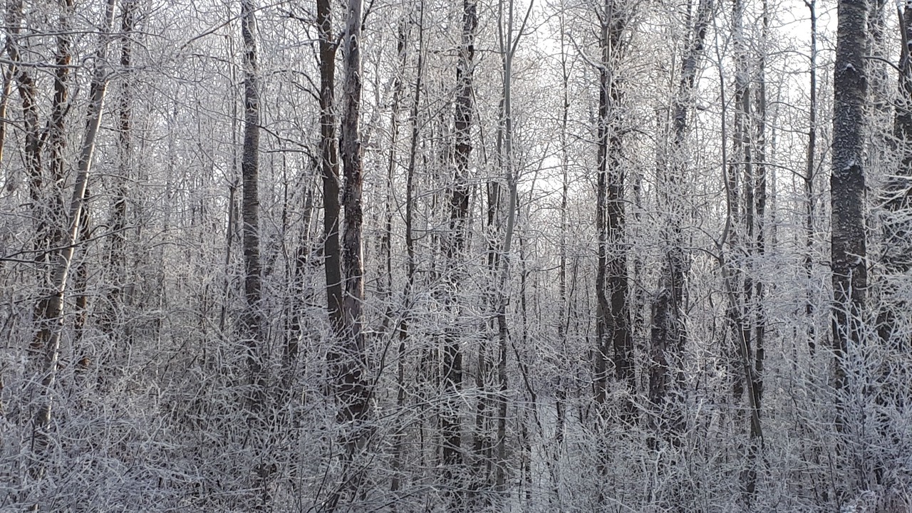 Photo of Others in Northeast Edmonton