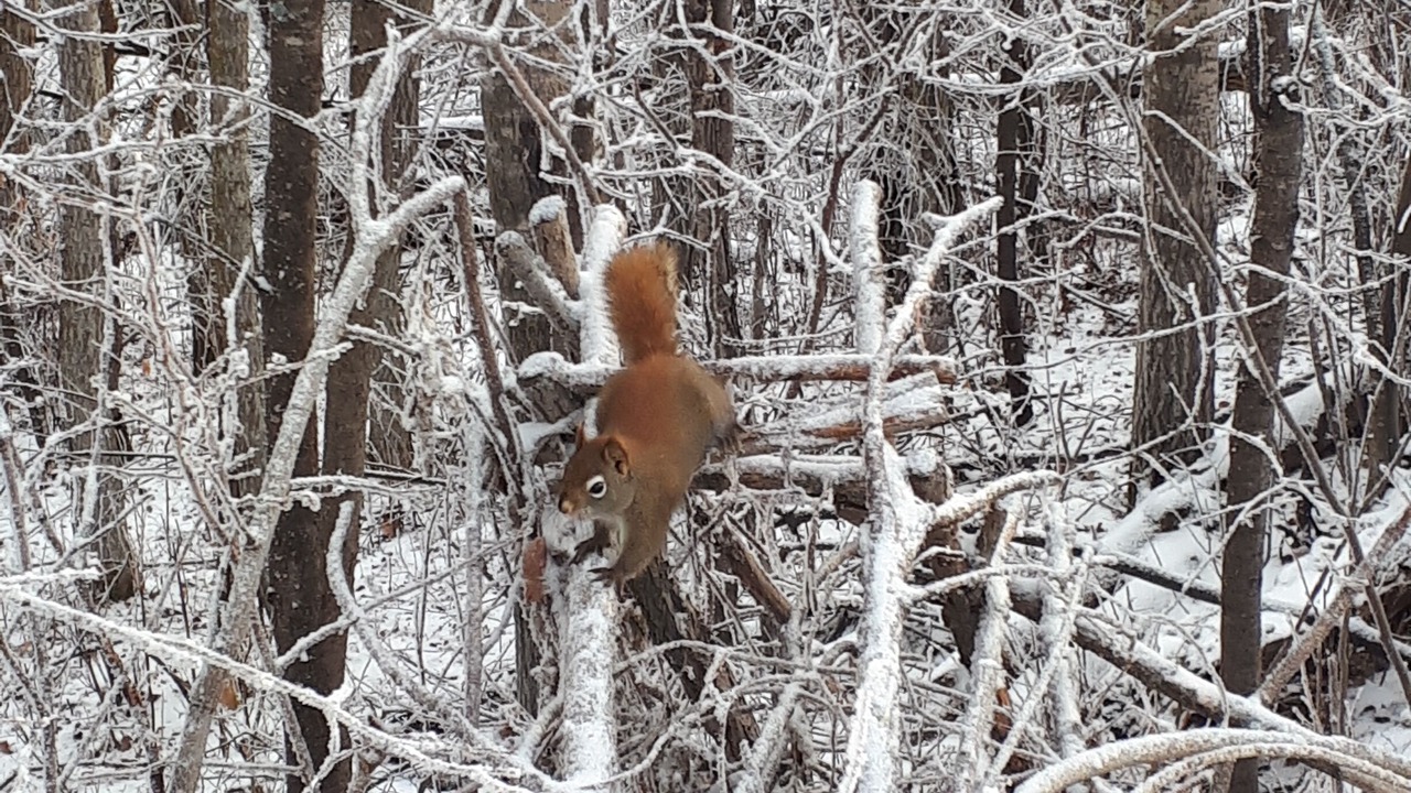 Photo of Others in Northeast Edmonton