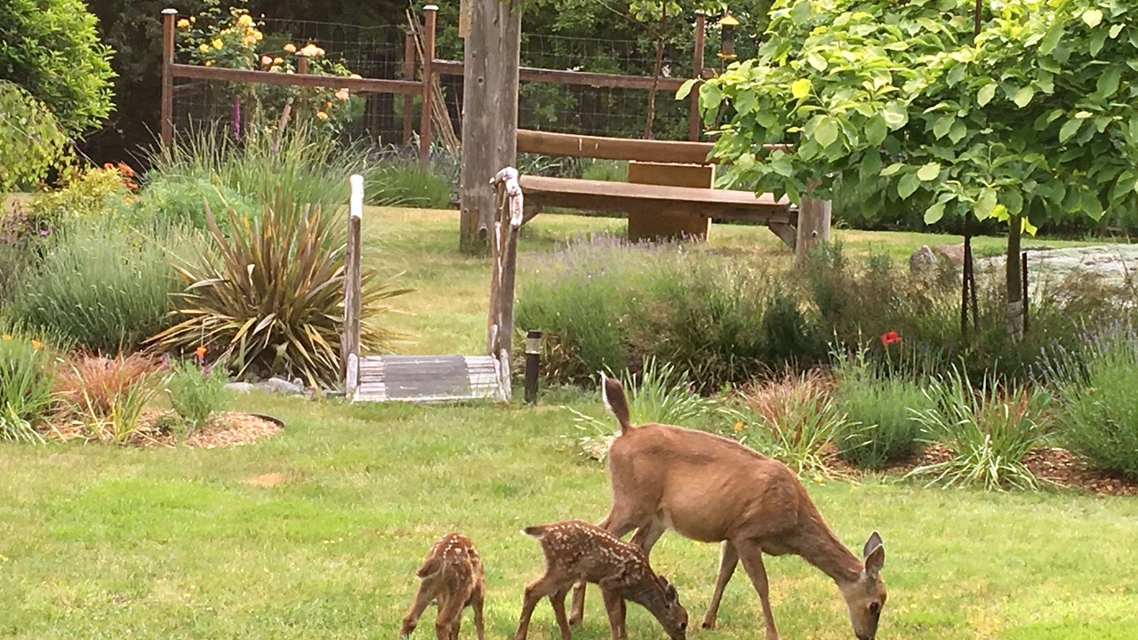 Photo of Others in Salt Spring Island