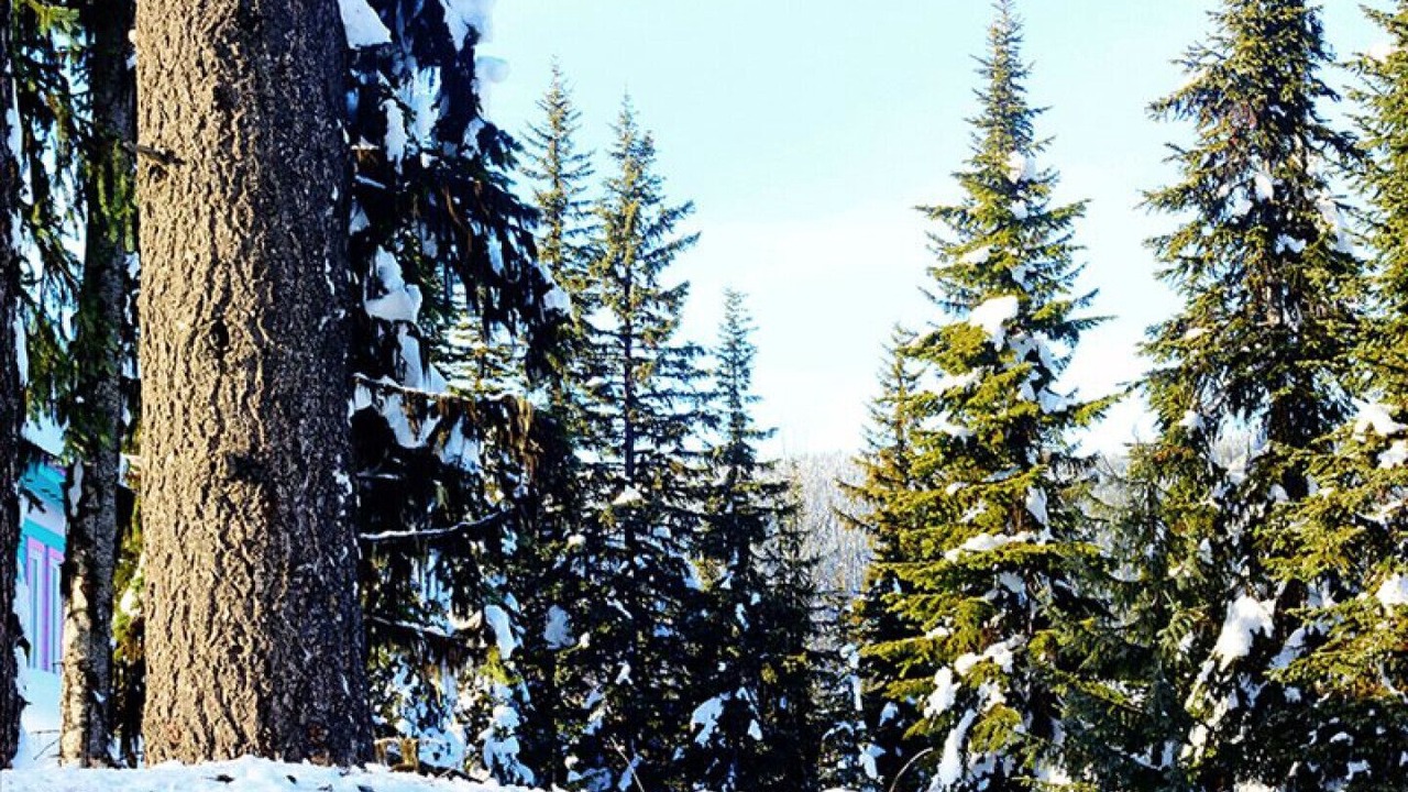 Photo of Others in Silver Star Mountain