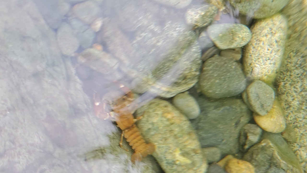Photo of Others in Shawnigan Lake