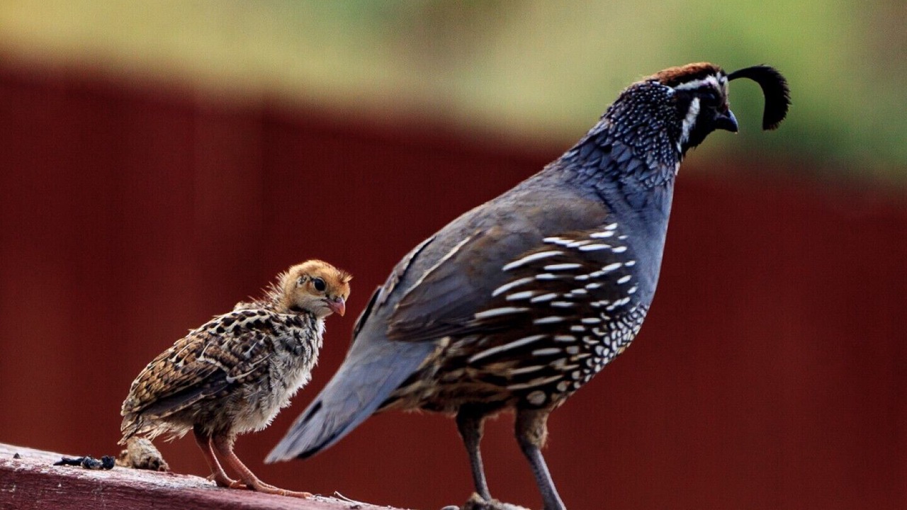 Photo of Others in Okanagan-Similkameen