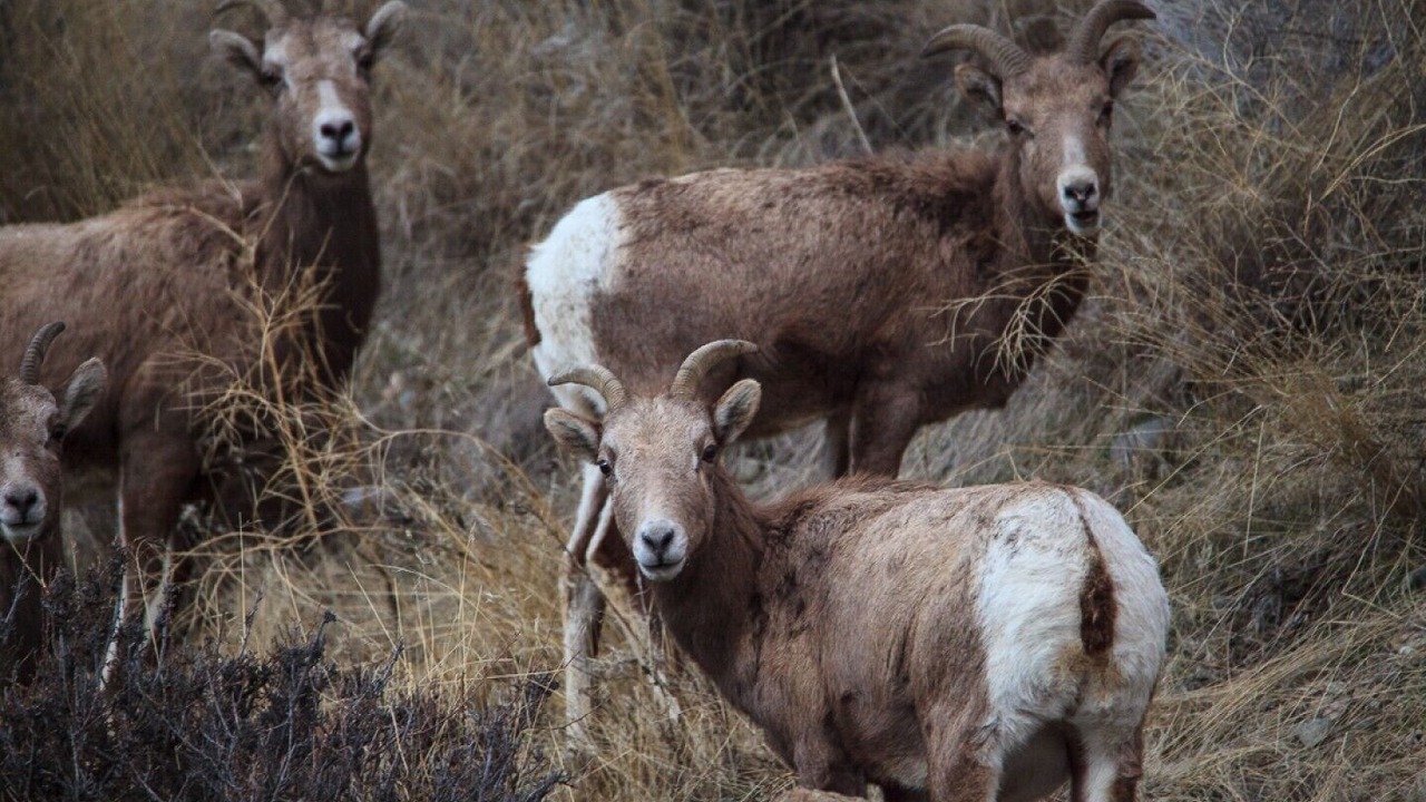 Photo of Others in Okanagan-Similkameen