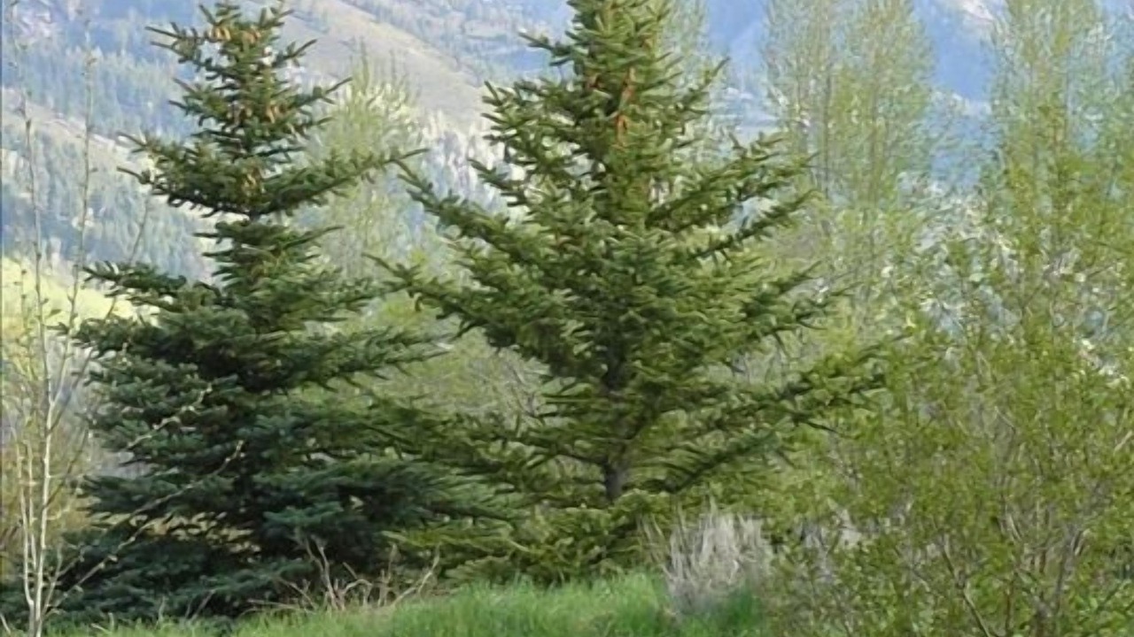 Photo of Others in Moose Wilson Road
