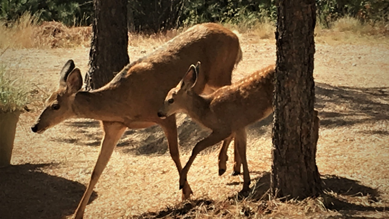 Photo of Others in Okanagan-Similkameen