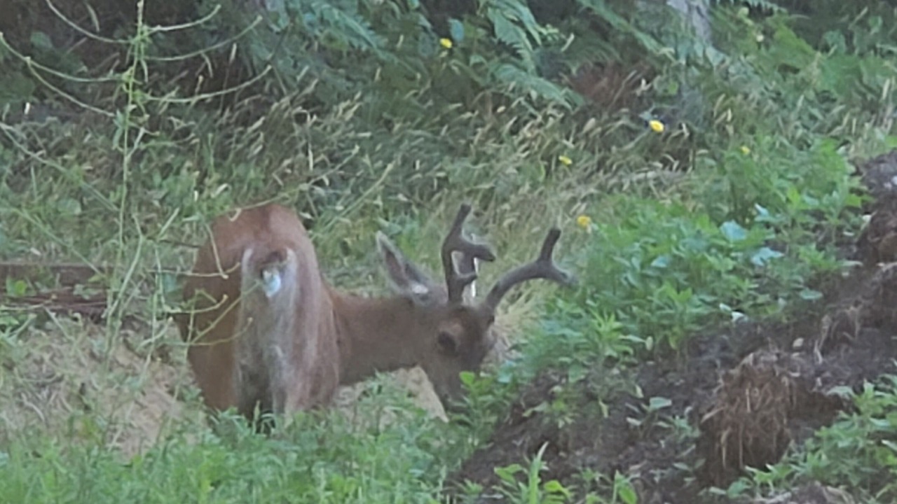 Photo of Outdoor in Regional District of Nanaimo