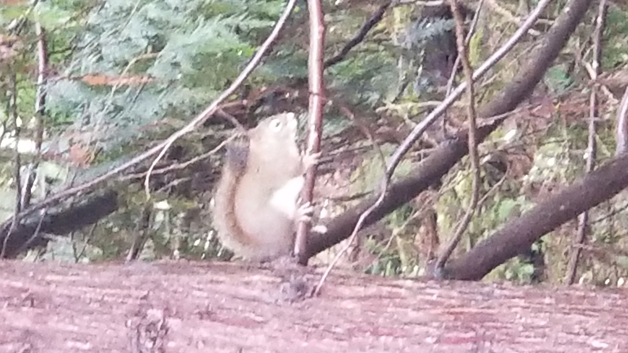 Photo of Outdoor in Regional District of Nanaimo