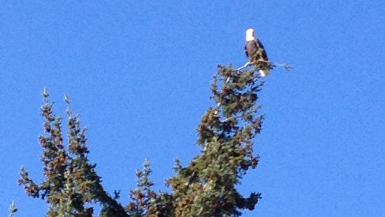 Photo of Others in Saanich