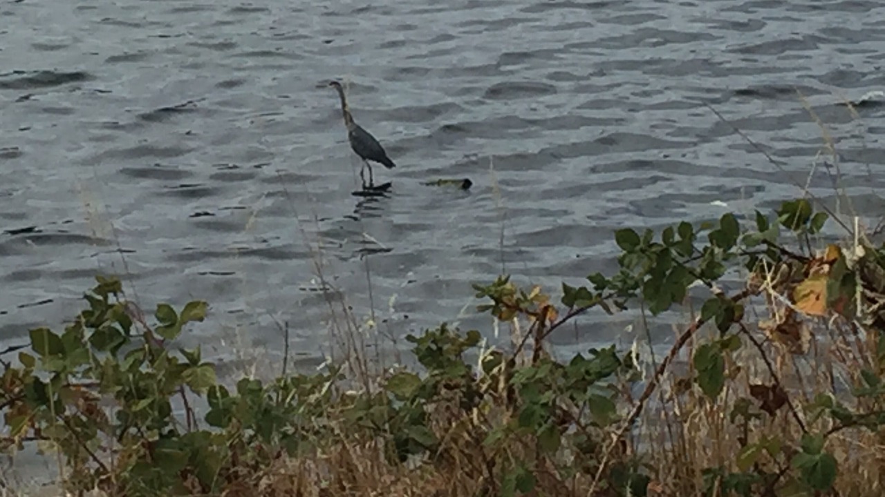 Photo of Others in Saanich
