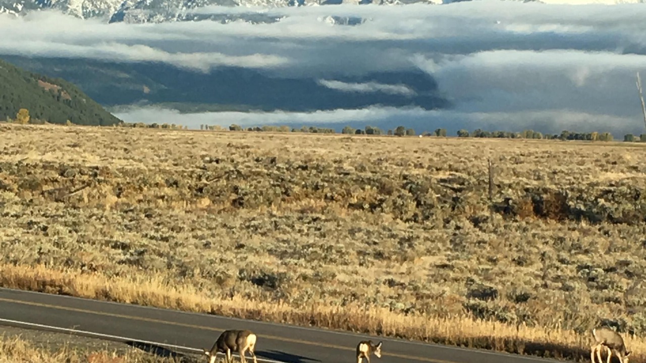 Photo of Others in Moose Wilson Road