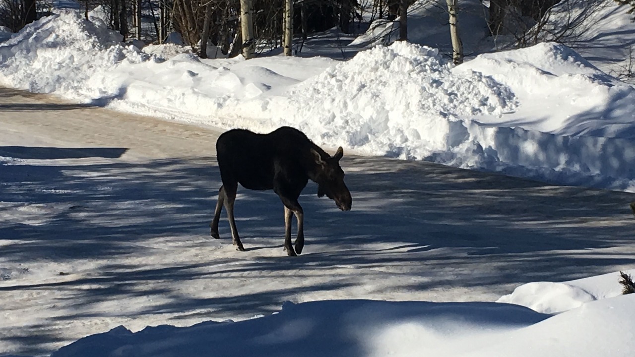 Photo of Others in Moose Wilson Road