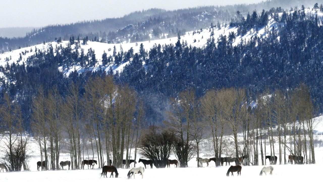 Photo of Others in Woods Landing-Jelm