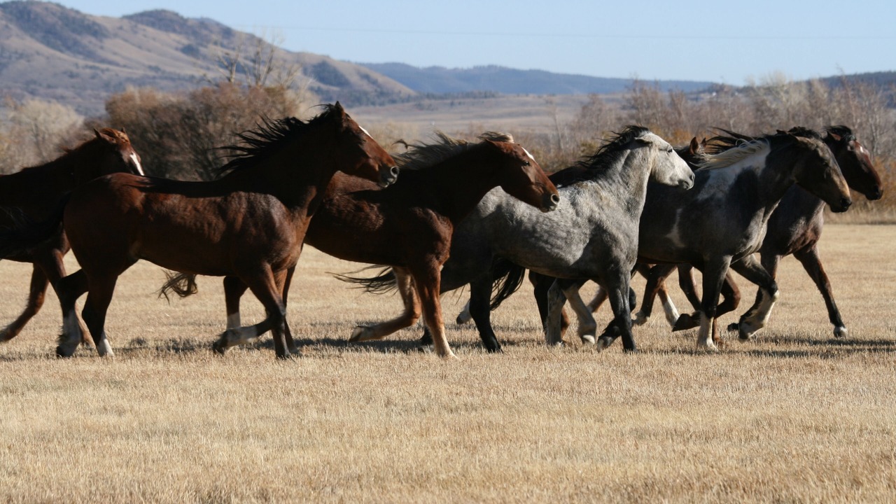 Photo of Others in Woods Landing-Jelm