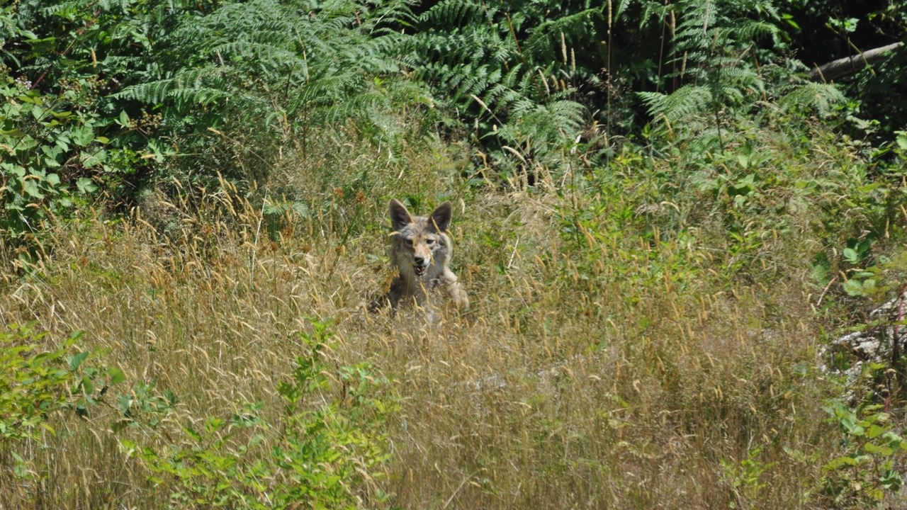 Photo of Others in Port Moody