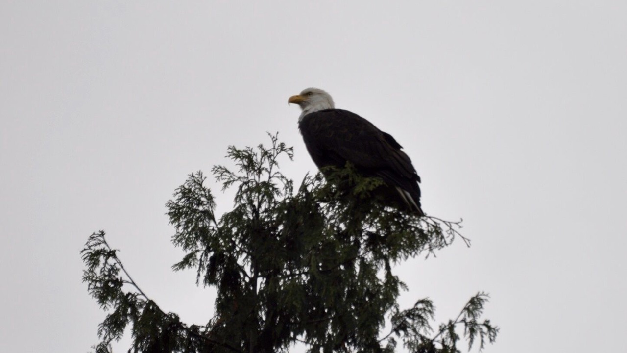 Photo of Others in Port Moody