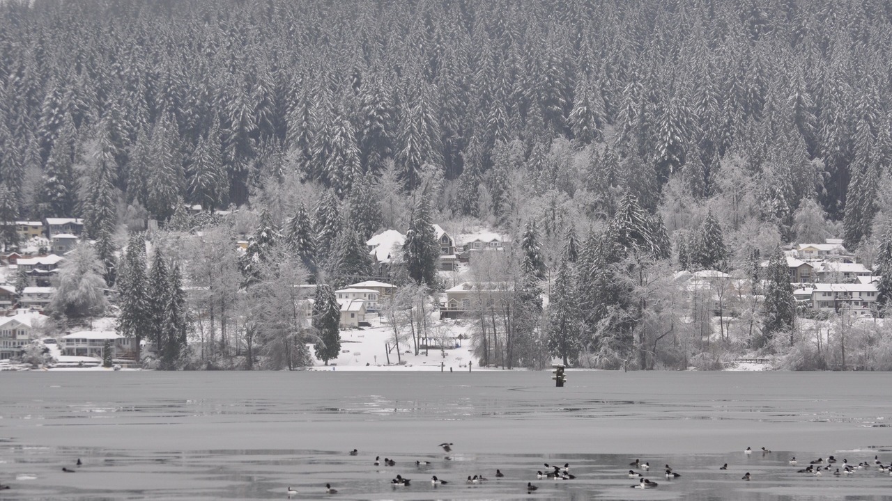 Photo of Others in Port Moody