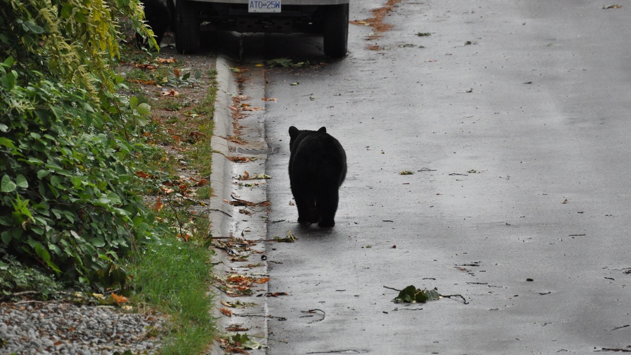 Photo of Others in Port Moody