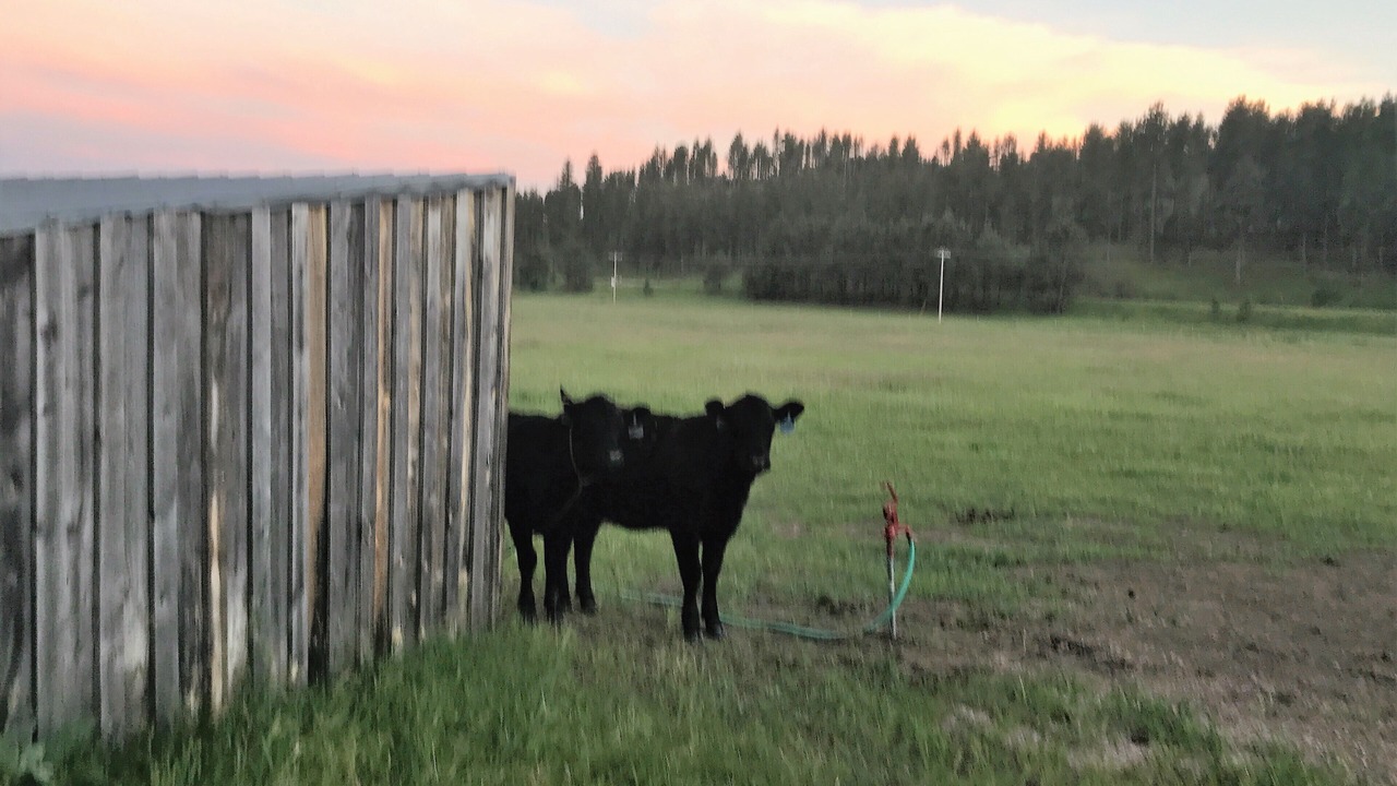 Photo of Outdoor in Rapid City