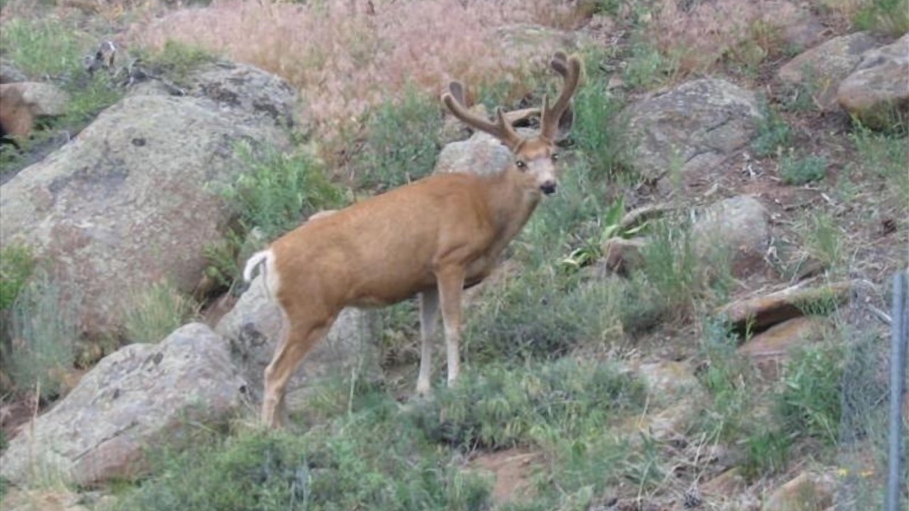 Photo of Others in Estes Park