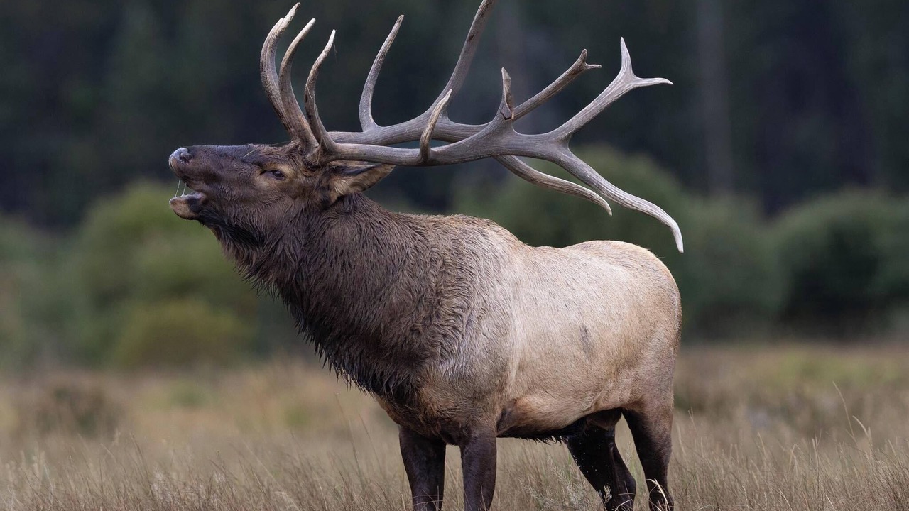 Photo of Others in Estes Park