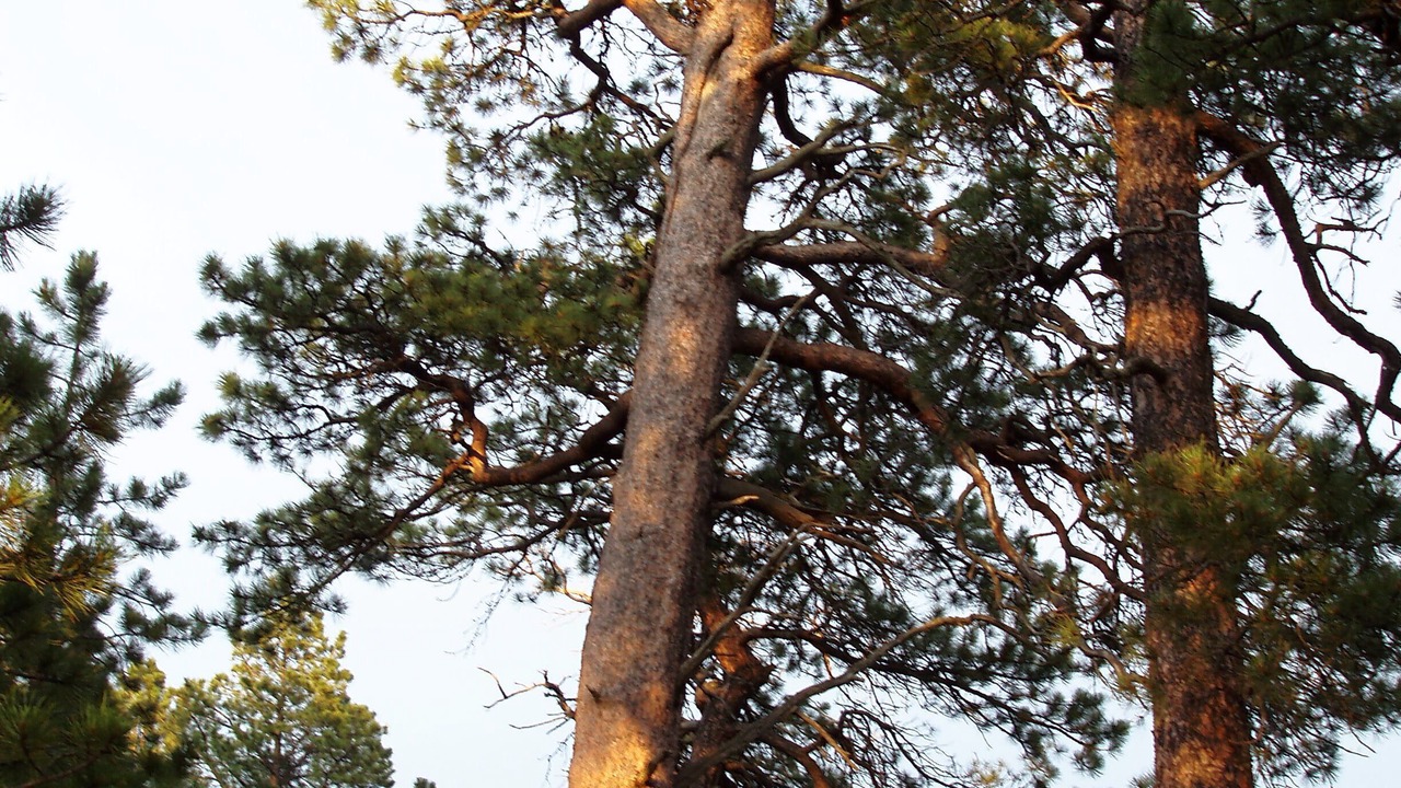 Photo of Others in Deadwood